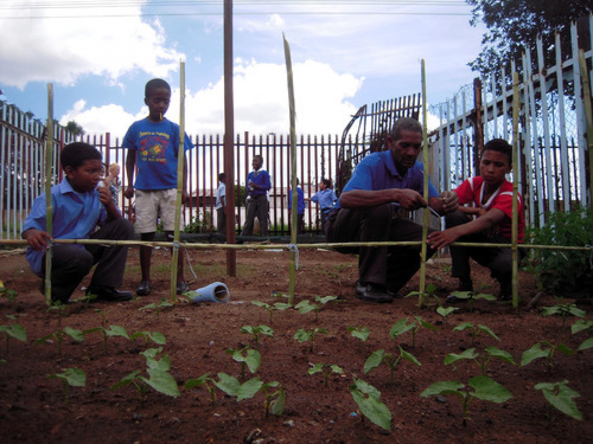 “The Noordgesig Primary School Vegetable Gardens” (2014) was part of the Soweto Project by Marjetica Potrč and Design for the Living World, her class at HFBK Hamburg. The project was made at the invitation of Nine Urban Biotopes – Negotiating the Future of Urban Living, a project by urban dialogs Berlin, and supported by the Culture Program of the European Union and HFBK Hamburg. | Photo © Maria Christou