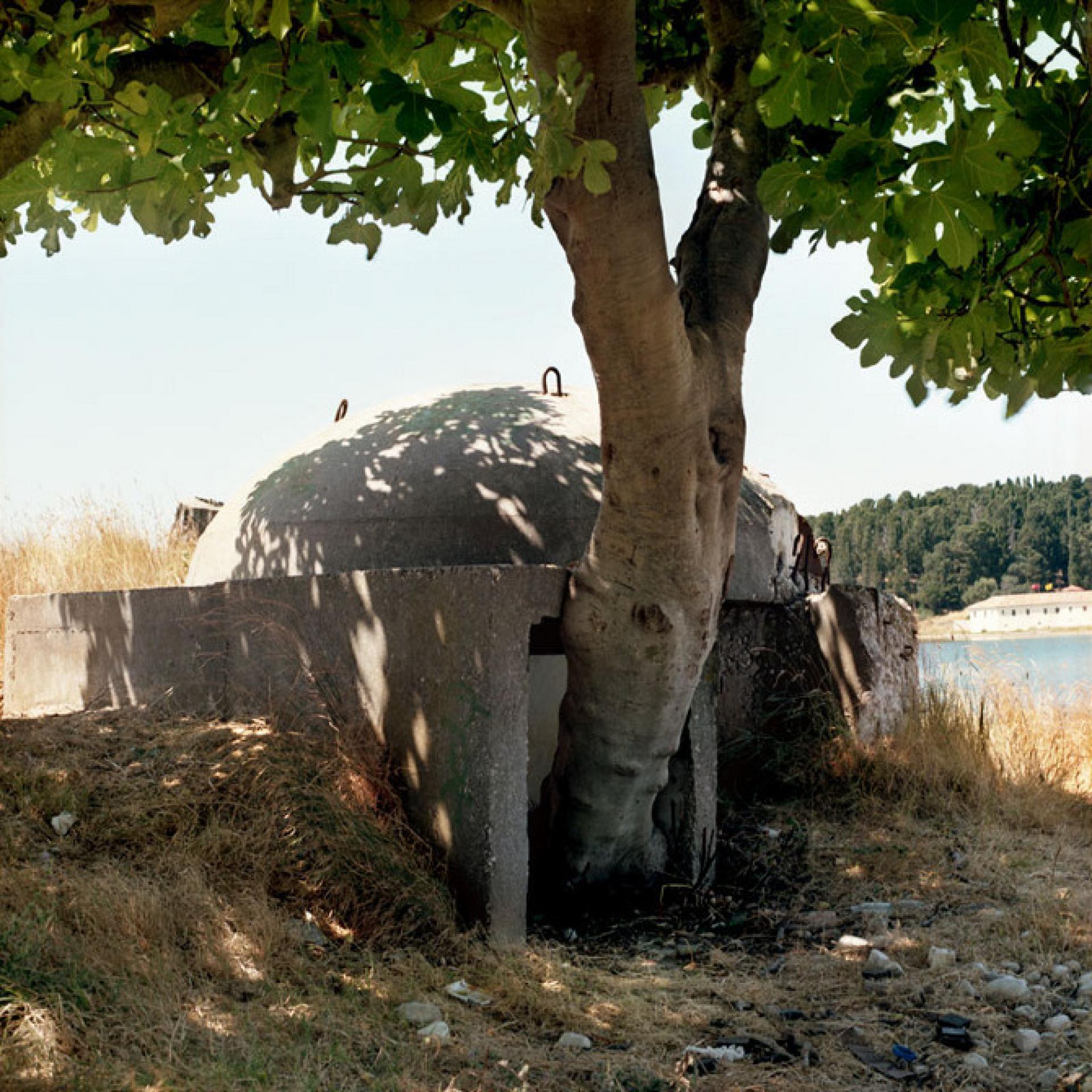 Untouched for decades, the bunker shields a tree. | Photo © Alicja Dobrucka