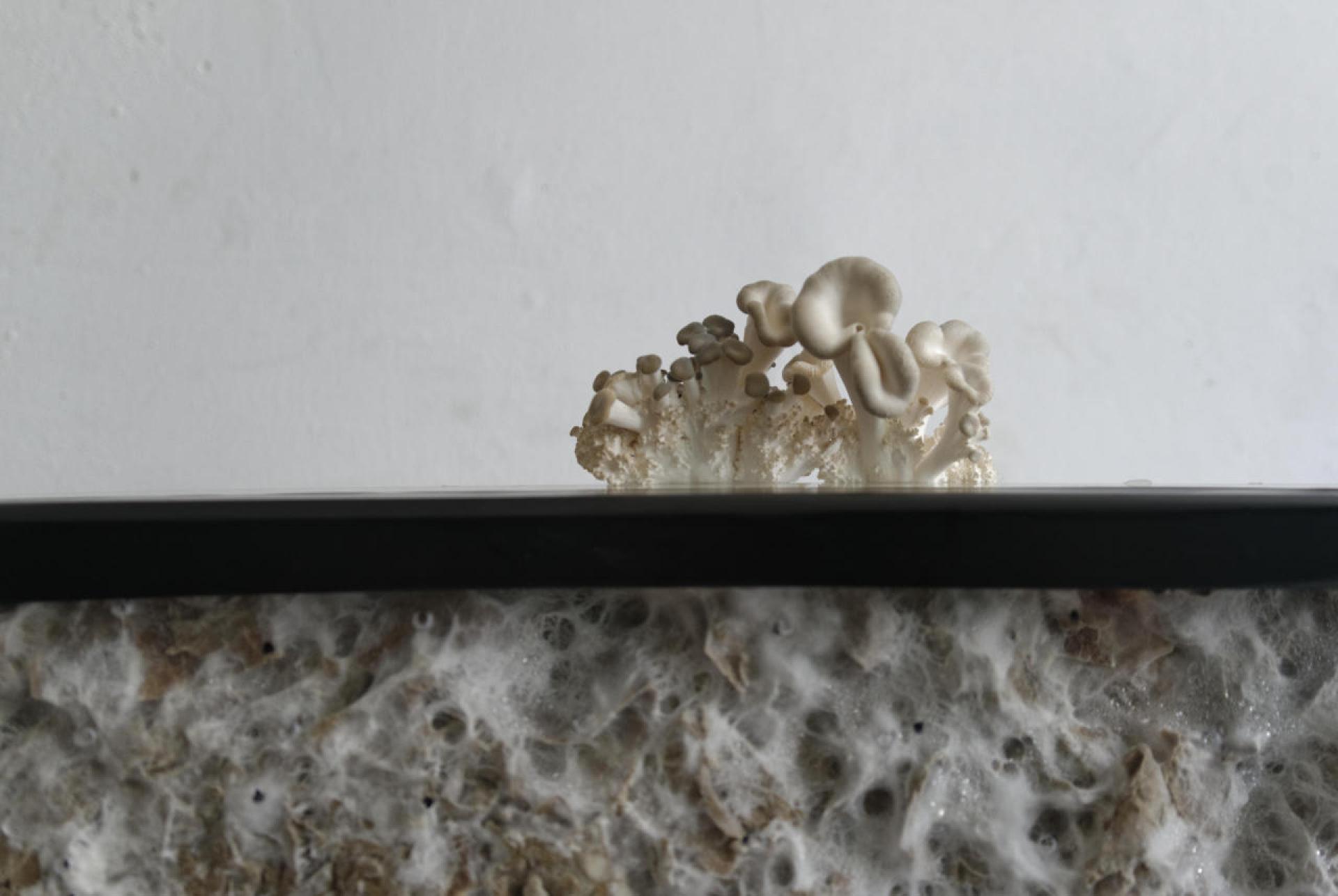 Summer School 2019: experiments with mycelium insulation.