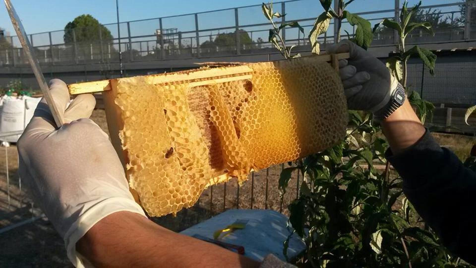 Bee keeping at Community Gardens. | Photo Nomadic Community Gardens