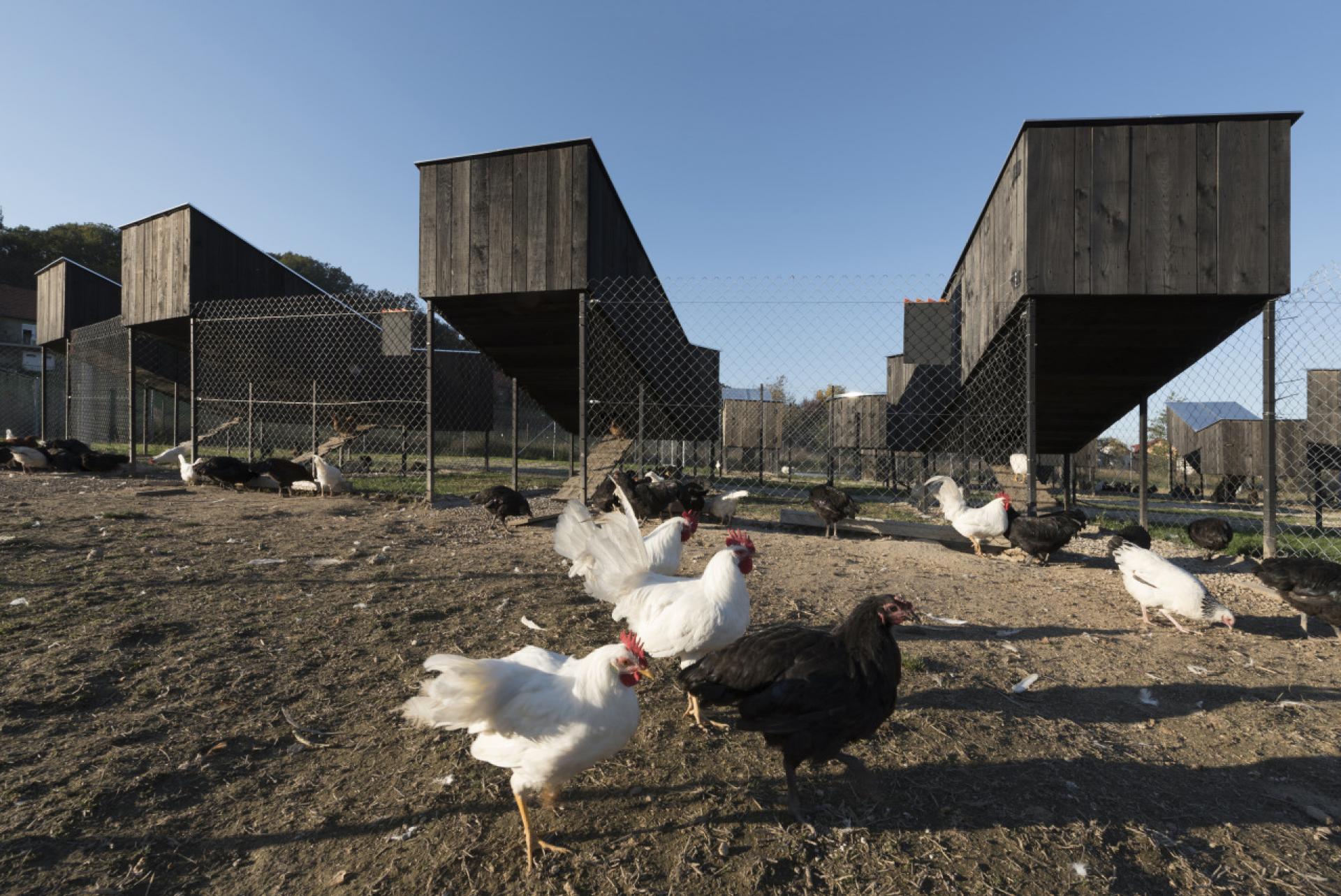 Being not only an eco friendly farm, but a tourist-educational site as well, the settlement is introducing visitors to chicken raising. | Photo © Dorotić+Bosnić