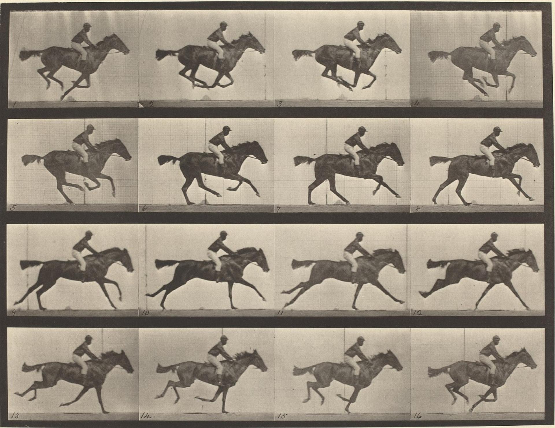 The Horse in Motion by Eadweard Muybridge show a sequential series of six to twelve "automatic electro-photographs" depicting the movement of a horse (1878).